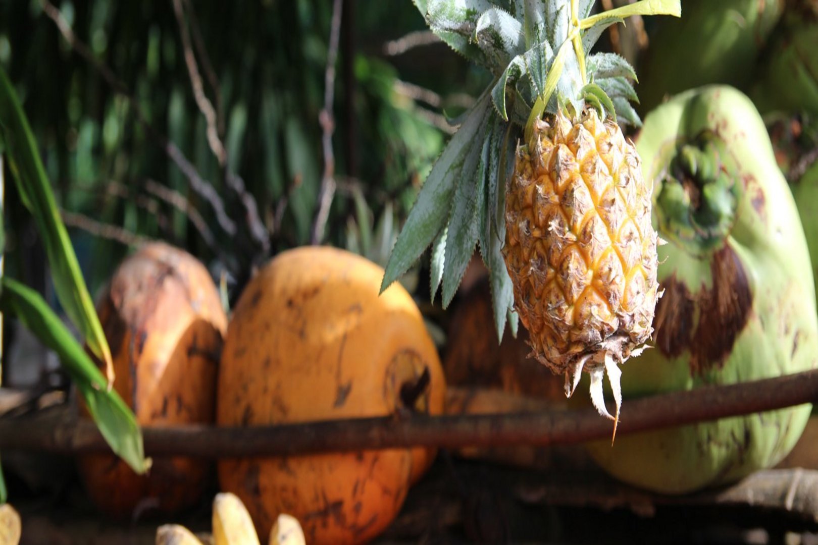 Nahaufnahme tropischer Früchte wie Ananas, Bananen und Kokosnüsse.
